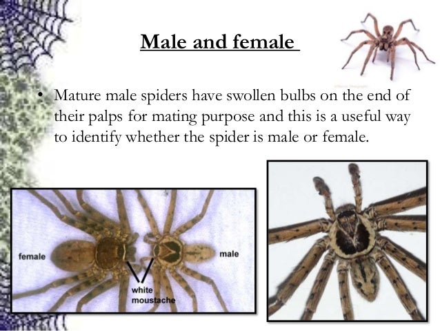 pix Brazilian Wandering Spider Bites Woman brazilian wandering spiders