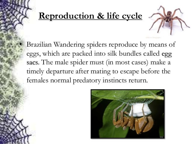brazilian wandering spider life cycle
