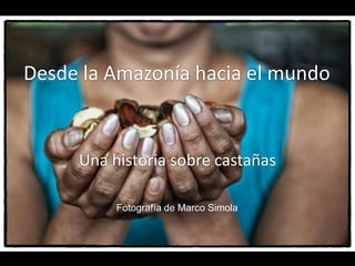 De la Amazonía para el mundo
Una historia de castañas
Fotografía de Marco Simola
 