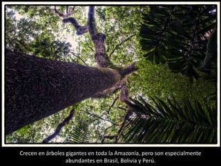 Crecen en árboles gigantes en toda la Amazonía, pero son especialmente
abundantes en Brasil, Bolivia y Perú.
 