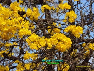 Ipê jaune (Tabebuia)Ipê jaune (Tabebuia)
Ipê amareloIpê amarelo
courtesy of Emilio Romi
 
