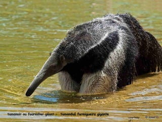 tamanoir ou fourmilier géanttamanoir ou fourmilier géant -- tamanduá formigueiro gigantetamanduá formigueiro gigante
courtesy
of :
 