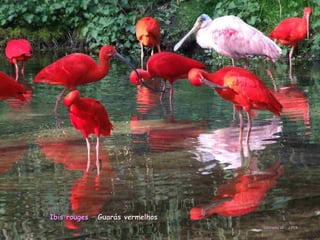 Ibis rougesIbis rouges –– Guarás vermelhosGuarás vermelhos
courtesy of : J.PIXcourtesy of : J.PIX
 