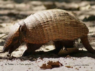 le Tatou – o Tatu peludo courtesy of : Zoltan Palmaicourtesy of : Zoltan Palmai
 