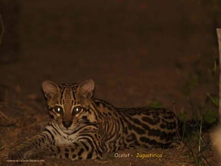 Ocelot -Ocelot - JaguatiricaJaguatirica
cortesia da Fazenda Barranco Alto
 