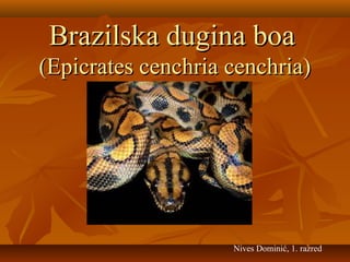Brazilska dugina boa
(Epicrates cenchria cenchria)




                    Nives Dominić, 1. razred
 