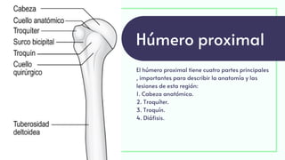 El húmero proximal tiene cuatro partes principales
, importantes para describir la anatomía y las
lesiones de esta región:
1. Cabeza anatómica.
2. Troquíter.
3. Troquín.
4. Diáfisis.
Húmero proximal
 