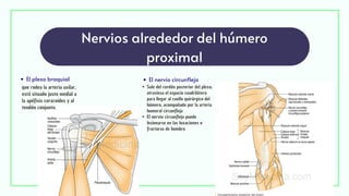 Nervios alrededor del húmero
proximal
El plexo braquial El nervio circunflejo
que rodea la arteria axilar,
está situado justo medial a
la apófisis coracoides y al
tendón conjunto.
Sale del cordón posterior del plexo,
atraviesa el espacio cuadrilátero
para llegar al cuello quirúrgico del
húmero, acompañado por la arteria
humeral circunfleja
El nervio circunflejo puede
lesionarse en las luxaciones o
fracturas de hombro
 