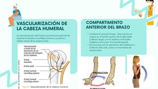VASCULARIZACIÓN DE
LA CABEZA HUMERAL
La vascularización del húmero proximal procede de las
arterias humerales circunflejas anterior y posterior,
ambas ramas de la arteria axilar
COMPARTIMENTO
ANTERIOR DEL BRAZO
Contiene el músculo bíceps . Este músculo se
origina en el borde superior de la glenoides
(cabeza larga) y en la apófisis coracoides
(cabeza corta, junto al coracobraquial).
Sus funciones son la supinación del antebrazo y
la flexión del codo, como un movimiento de
sacacorchos.
 