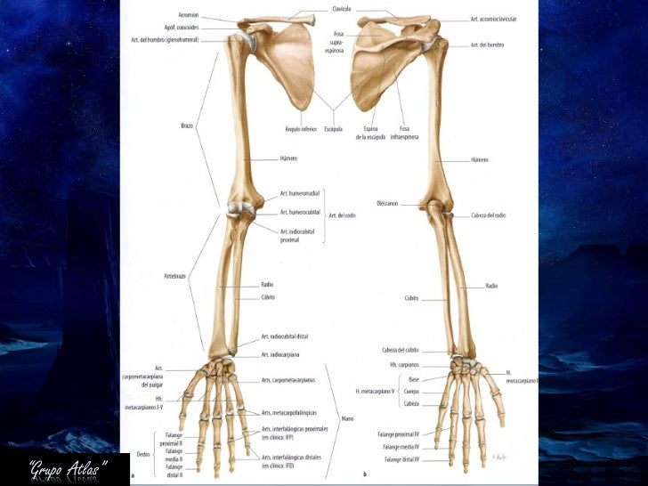 Anatomia Grupo Atlas Brazo Miembro Superior
