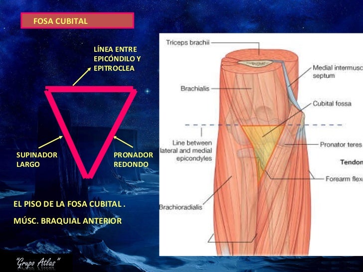 Anatomia Grupo Atlas Brazo Miembro Superior Anatomia Grupo Atlas Brazo Miembro Superior