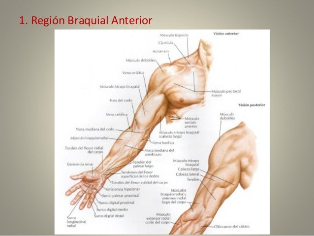 anatomia-del-brazo-3-638.jpg