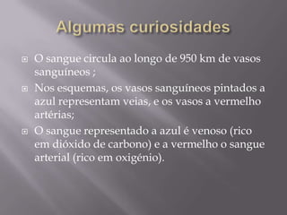 Algumas curiosidades O sangue circula ao longo de 950 km de vasos sanguíneos ;Nos esquemas, os vasos sanguíneos pintados a azul representam veias, e os vasos a vermelho artérias;O sangue representado a azul é venoso (rico em dióxido de carbono) e a vermelho o sangue arterial (rico em oxigénio).