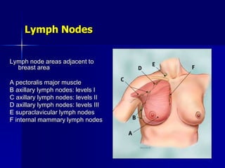 Lymph Nodes
Lymph node areas adjacent to
breast area
A pectoralis major muscle
B axillary lymph nodes: levels I
C axillary lymph nodes: levels II
D axillary lymph nodes: levels III
E supraclavicular lymph nodes
F internal mammary lymph nodes
 