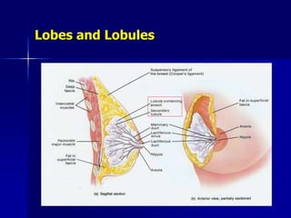 Lobes and Lobules
 