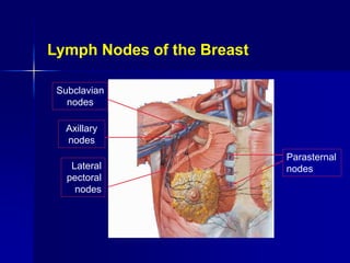 Subclavian
nodes
Axillary
nodes
Lateral
pectoral
nodes
Parasternal
nodes
Lymph Nodes of the Breast
 