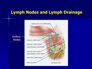 Lymph Nodes and Lymph Drainage
Axillary
Nodes
 
