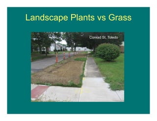Landscape Plants vs Grass
Conrad St, Toledo
 