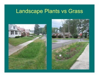 Landscape Plants vs Grass
 