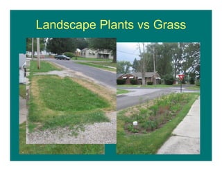 Landscape Plants vs Grass
 