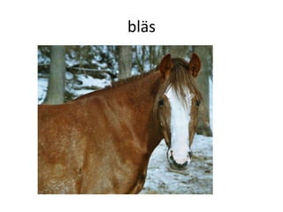 bläs
 