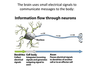 The brain uses small electrical signals to
communicate messages to the body:
 