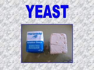YEAST 