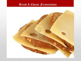 Bread & Cheese Fermentation

 