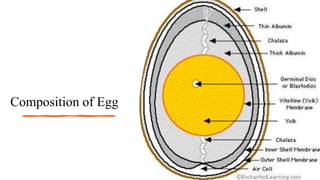 Composition of Egg
 