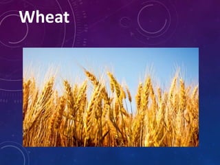 Wheat
 