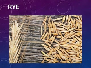 RYE
 