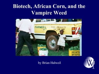 Biotech, African Corn, and the
Vampire Weed
by Brian Halweil
 
