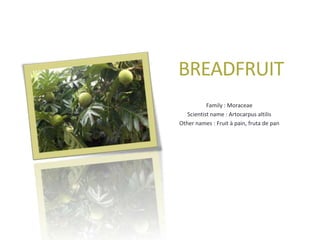 BREADFRUIT
           Family : Moraceae
   Scientist name : Artocarpus altilis
Other names : Fruit à pain, fruta de pan
 