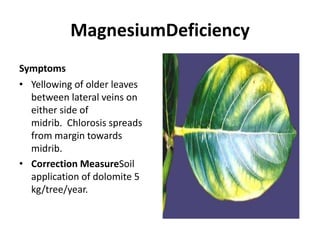 MagnesiumDeficiency
Symptoms
• Yellowing of older leaves
between lateral veins on
either side of
midrib. Chlorosis spreads
from margin towards
midrib.
• Correction MeasureSoil
application of dolomite 5
kg/tree/year.