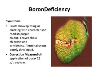 BoronDeficiency
Symptoms
• Fruits show splitting or
cracking with characteristic
reddish purple
colour. Leaves show
chlorosis and
brittleness. Terminal shoot
poorly developed.
• Correction MeasureSoil
application of borax 25
g/tree/year.