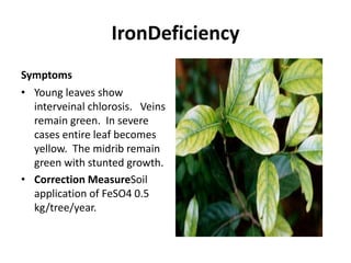 IronDeficiency
Symptoms
• Young leaves show
interveinal chlorosis. Veins
remain green. In severe
cases entire leaf becomes
yellow. The midrib remain
green with stunted growth.
• Correction MeasureSoil
application of FeSO4 0.5
kg/tree/year.