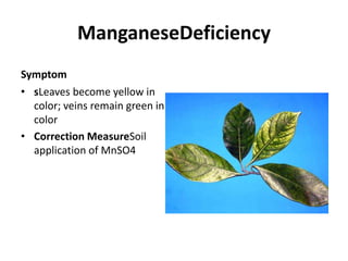 ManganeseDeficiency
Symptom
• sLeaves become yellow in
color; veins remain green in
color
• Correction MeasureSoil
application of MnSO4
