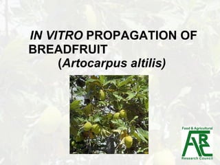 IN VITRO  PROPAGATION OF BREADFRUIT   ( Artocarpus altilis) 