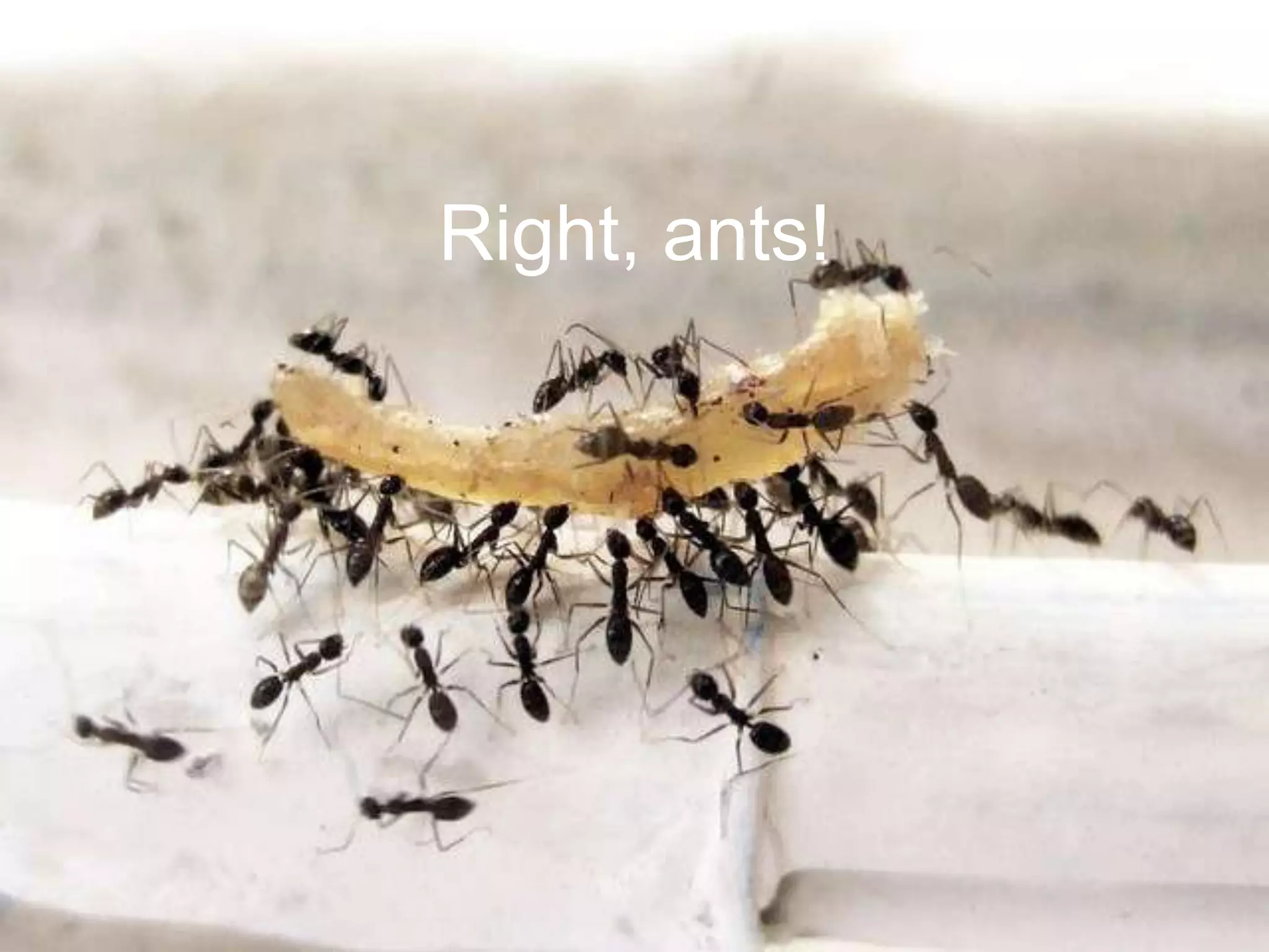 Right, ants!
 