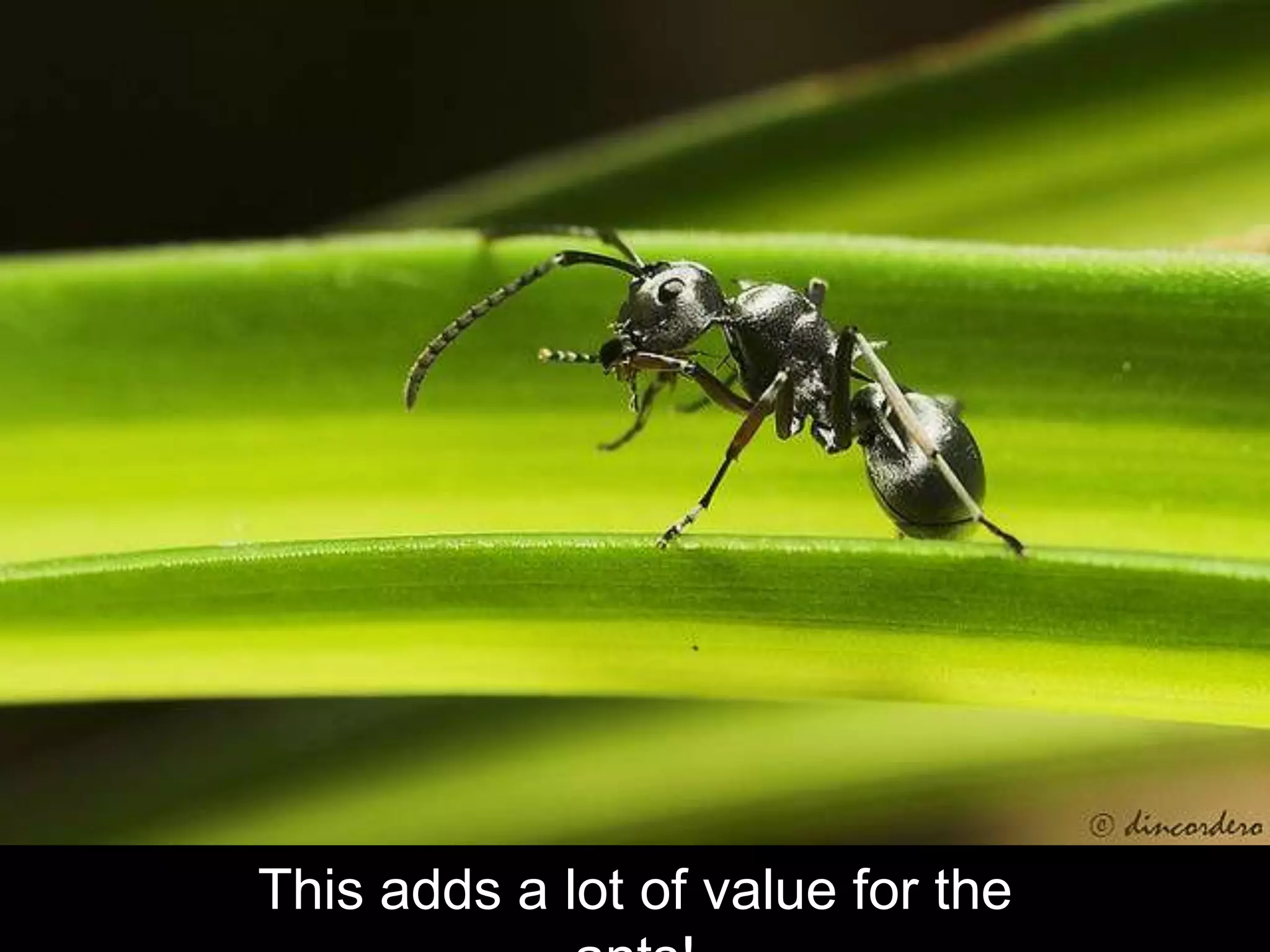 This adds a lot of value for the
 