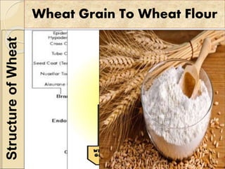 Wheat Grain To Wheat FlourStructureofWheat
MillingOfWheat
WheatFlour
 
