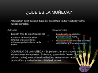 ¿QUÉ ES LA MUÑECA?
    Articulación de la porción distal del antebrazo (radio y cúbito) y ocho
    huesos carpales.

Actividad                                     Característica
•   Eslabón final de las articulaciones       •   La adopción de distintas
                                          →
•   Controlar la relación entre                   posiciones a la mano.
    longitud y tensión de los                 •
    músculos poliarticulares de la        →       mientras se ajustan a las distintas
                                                  actividades y tipos de prensión.
    mano


    COMPLEJO DE LA MUÑECA .- Es poliarticular, se compone de dos
    articulaciones compuestas. Es biaxial, y permite la flexión (flexión
    palmar o volar), extensión (dorsiflexión), la desviación radial
    (abducción), y la desviación cubital (aducción).
 