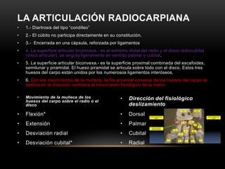 LA ARTICULACIÓN RADIOCARPIANA
•   1.- Diartrosis del tipo “condíleo”
•   2.- El cúbito no participa directamente en su constitución.
•   3.- Encerrada en una cápsula, reforzada por ligamentos
•   4. La superficie articular bicóncava.- es el extremo distal del radio y el disco radiocubital
    (disco articular); se angula ligeramente en sentido palmar y cubital.
•   5. La superficie articular biconvexa.- es la superficie proximal combinada del escafoides,
    semilunar y piramidal. El hueso piramidal se articula sobre todo con el disco. Estos tres
    huesos del carpo están unidos por los numerosos ligamentos interóseos.
•   6. Con los movimientos de la muñeca, la fila proximal convexa de los huesos del carpo se
    desliza en la dirección contraria al movimiento fisiológico de la mano.

•   Movimiento de la muñeca de los                   •   Dirección del fisiológico
    huesos del carpo sobre el radio o el
    disco                                                deslizamiento
•   Flexión*                                         •   Dorsal
•   Extensión                                        •   Palmar
•   Desviación radial                                •   Cubital
•   Desviación cubital*                              •   Radial
 