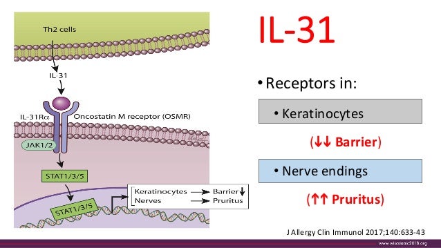 Updated Treatment Of Atopic Dermatitis Prof Ortega Martell
