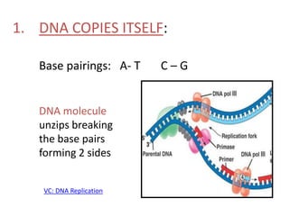 1. DNA COPIES ITSELF:
Base pairings: A- T C – G
DNA molecule
unzips breaking
the base pairs
forming 2 sides
VC: DNA Replication