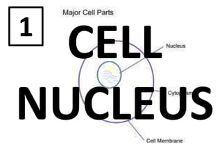 CELL
NUCLEUS
1