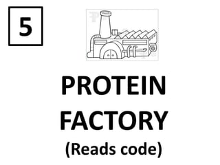 PROTEIN
FACTORY
(Reads code)
5