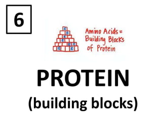 6
PROTEIN
(building blocks)
