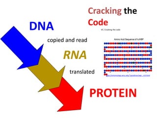 DNA
RNA
PROTEIN
Cracking the
Code
VC: Cracking the code
http://entomology.wisc.edu/~goodman/wgr...rch.html
copied and read
translated