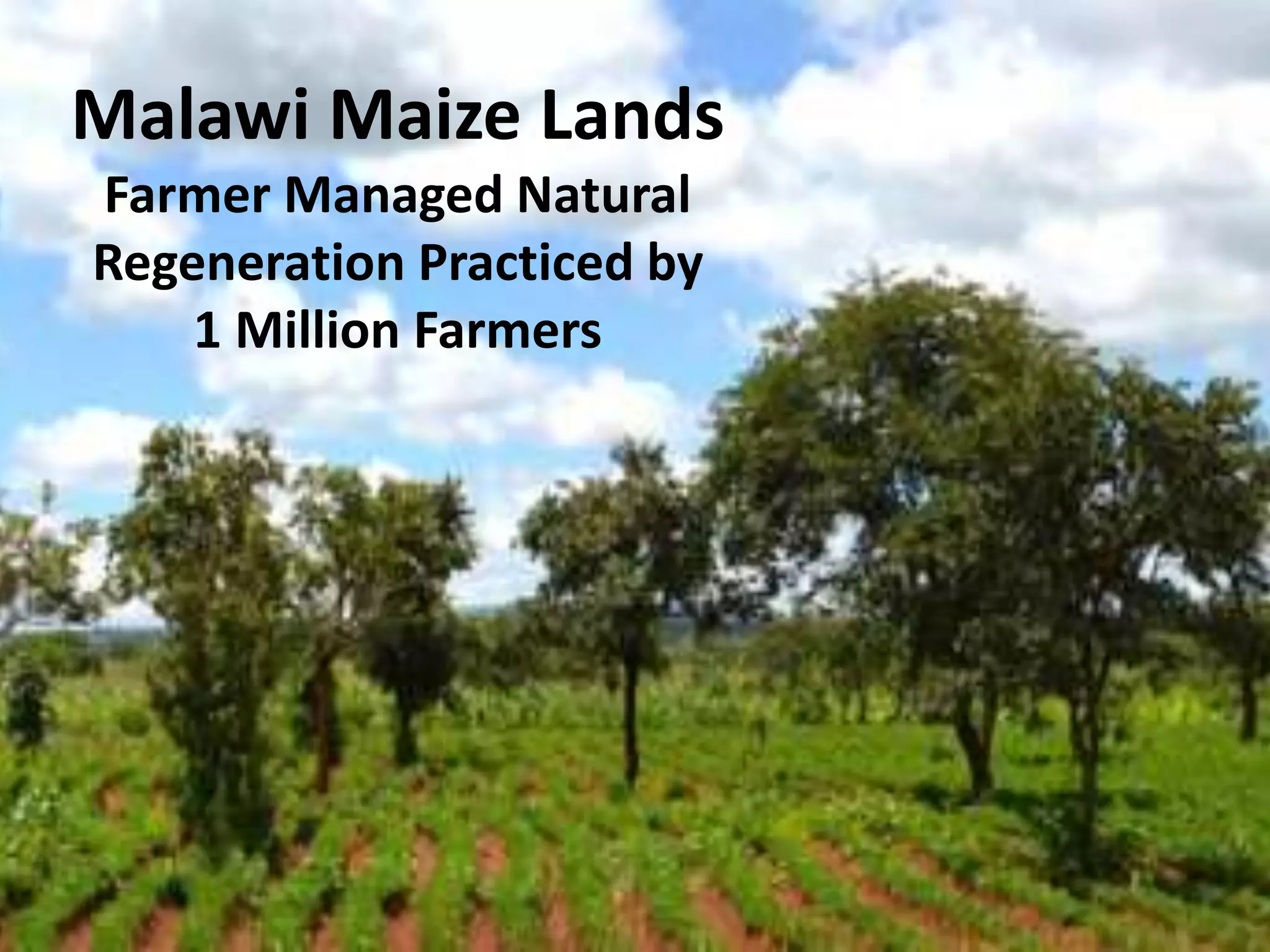 Malawi Maize Lands
Farmer Managed Natural
Regeneration Practiced by
1 Million Farmers
 